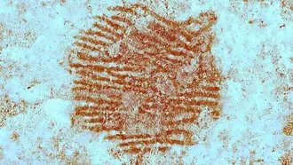 Обнаружен древнейший отпечаток пальца неандертальца