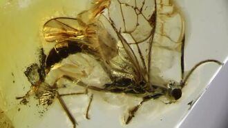 На балтийском побережье нашли новый вид древней осы, застывший в янтаре