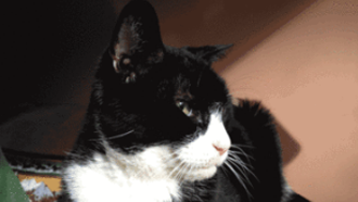 «Симулятор кота» Catlateral Damage собрал бюджет в Kickstarter