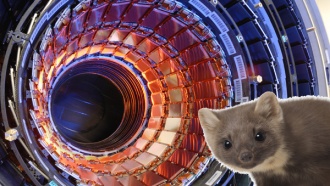 Куница-«диверсант» пыталась устроить диверсию в Большом адронном коллайдере