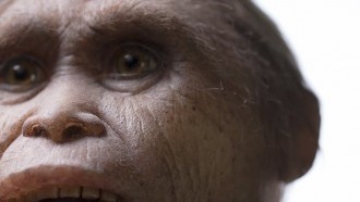 "Хоббиты" жили на острове Флорес 700 тысяч лет назад