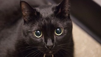 После выхода «Черной Пантеры» американцы разобрали всех черных котов из приютов