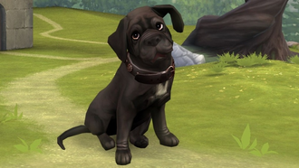 В Harry Potter: Hogwarts Mystery появились питомцы