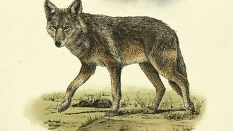 Как убить легендарного койота?