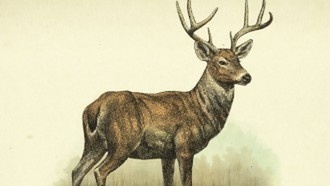 Как убить легендарного оленя?