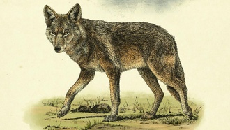 Как убить легендарного волка?