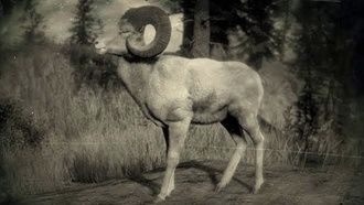 Как убить легендарного барана?