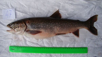 Самая полезная рыба в мире обитает в озерах Сибири