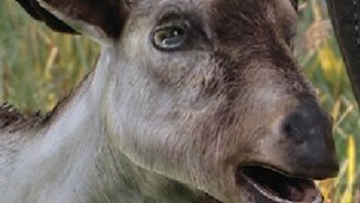 На помощь Княжне: Поиски в лесу