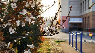 Первые примеры фото на камеру Huawei P40