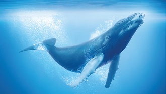 Список лучших фильмов про моря и океаны