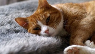 Правда или ложь: все о кошках