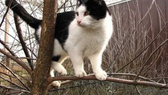 Любопытные факты о кошках