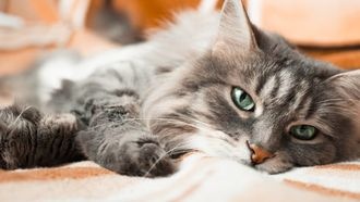 10 вопросов: почему моя кошка это делает?