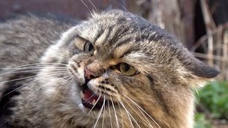 Всё о диких кошках