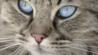 10 вопросов о том, почему ваша кошка это делает?