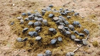 Значение скарабея в Древнем Египте