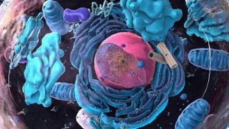 Вопросы и ответы: клеточное дыхание