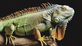 Amazon представила собственный генератор изображений с искусственным интеллектом