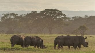 Жара наступила: ученые обнаружили, что температура на юге Африки превысит терпимость носорогов