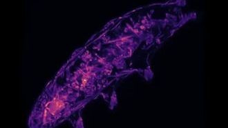 Мы наконец-то знаем, как тихоходки выживают в экстремальных условиях