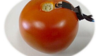 Бразильские исследователи разработали биодатчик для обнаружения пестицидов в овощах