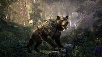 Дополнение бесплатно — так создатели ESO начинают праздновать 10-летие со дня премьеры