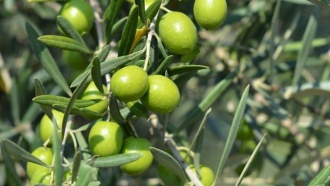 Открытие учёных: олива помогает в борьбе с сахарным диабетом второго типа