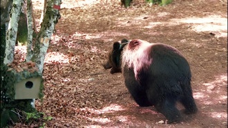Во Франции растет численность бурых медведей