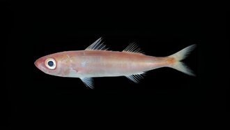 Исследователи NOAA открыли новые виды рыб