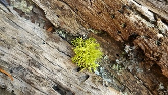 Древние деревья помогают защитить исчезающие виды