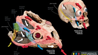 Исследование выявило причину образования височных костей у динозавров и людей
