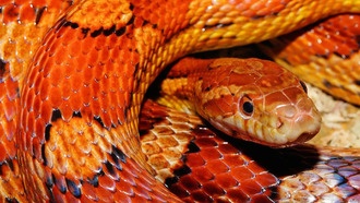 Весна — сезон укусов змей. Что нужно знать