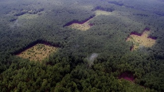 Ландшафтные коридоры временно способствуют распространению огненных муравьёв