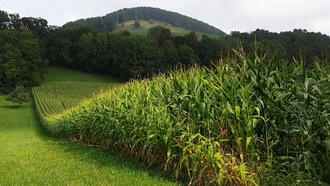 Исследователи обнаружили, что кукуруза снижает токсичность мышьяка в почве