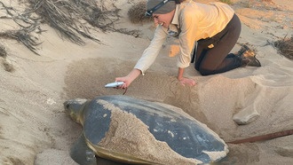 Частота вылупления плоскоспинных черепах на пляжах Пилбара в Западной Австралии варьируется