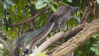 «Дерево жизни» всех птиц определили после 10 лет исследования
