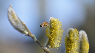 Сережки цветут в разное время, что ставит под угрозу их опыление