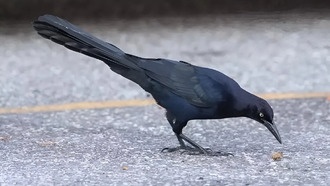 Животные, живущие рядом с людьми, являются экспертами в оценке риска