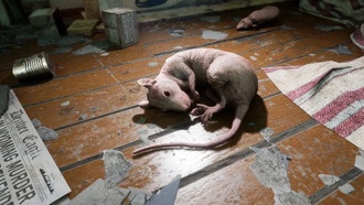 The Outlast Trials: игра собрала 2 млн пользователей