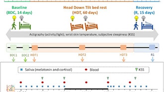 Исследование показало, что имитация микрогравитации влияет на сон и физиологические ритмы