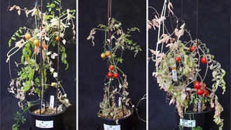 Совмещение культур может помочь оптимизировать производство овощей на Марсе