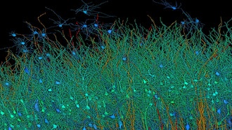 Полное сканирование 1 кубического миллиметра ткани мозга заняло 1,4 петабайта данных