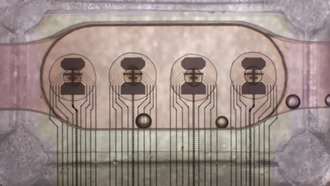 Создан первый биопроцессор на основе органоидов человеческого мозга