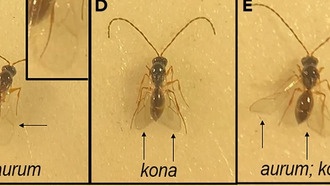 Исследования МКС показывают, что космические полеты влияют на опухоленосителей-хозяев плодовых мух и их паразитов