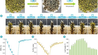 Пустынный мох, который может вырасти на Марсе