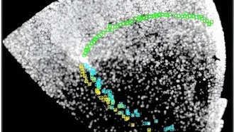 Астрономы обнаружили несколько протяженных приливных хвостов в старом шаровом скоплении