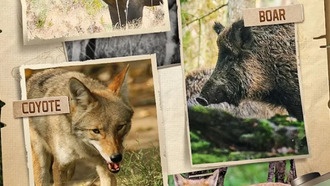 Коды снайперской охоты