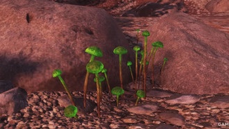 Fallout 76: Где Найти Светящийся Грибок