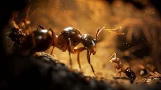 «Империя Муравьев» — красивая RTS о войне муравьёв